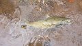 Fish swimming backwards